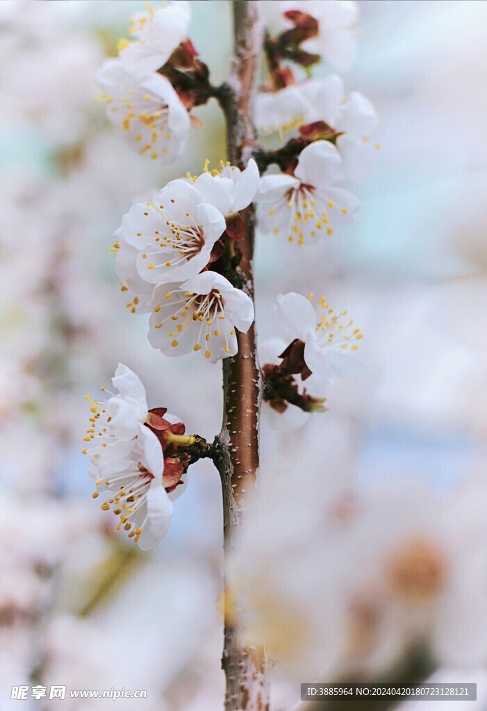 樱花图片