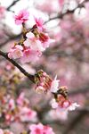 樱花图片