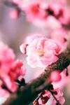 樱花图片