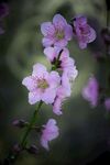 樱花图片
