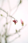 樱花图片