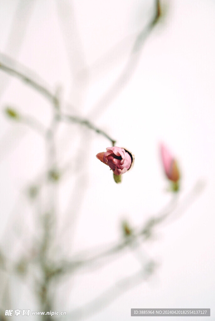 樱花图片