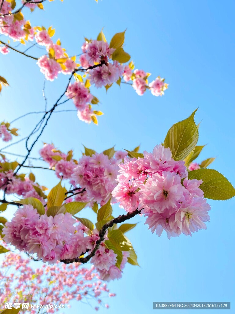 樱花图片