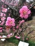 樱花图片