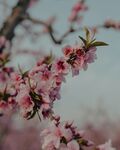 樱花图片