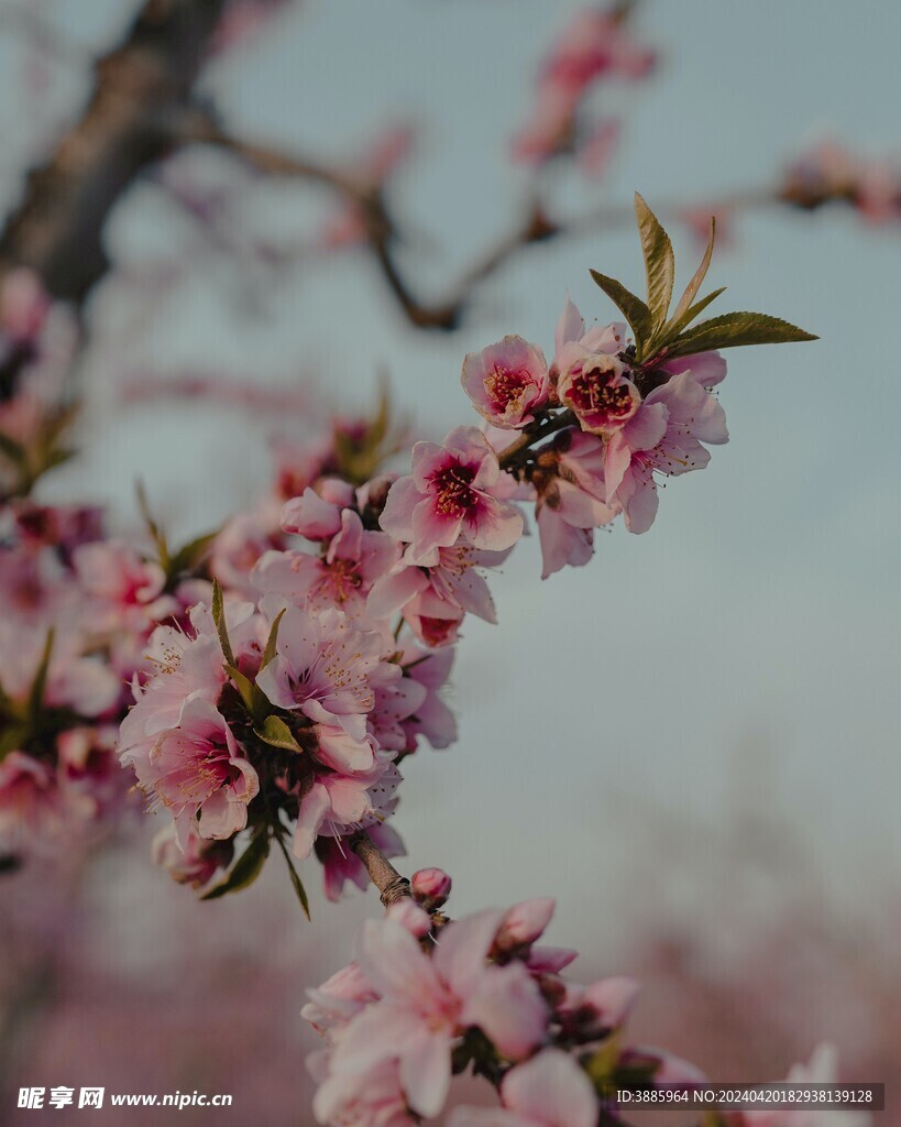 樱花图片