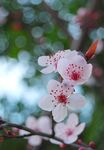 樱花图片