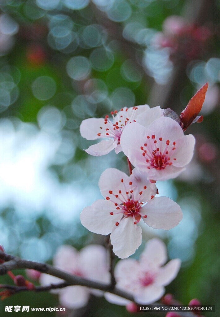 樱花图片