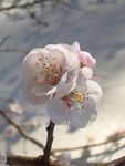 樱花图片