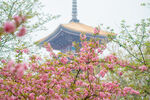 樱花图片