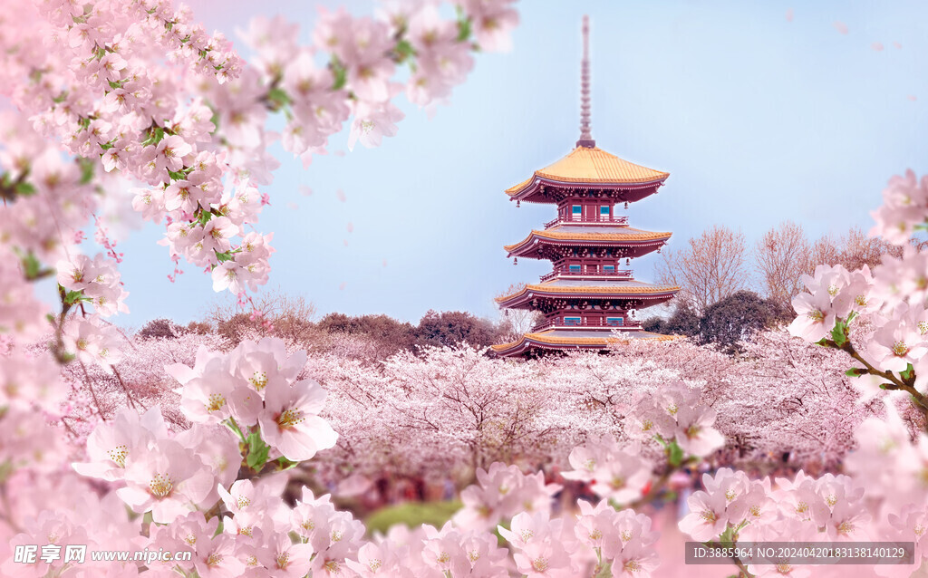 樱花图片