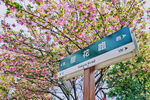 樱花图片