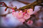 樱花图片