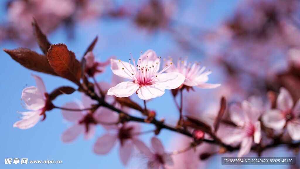 樱花图片