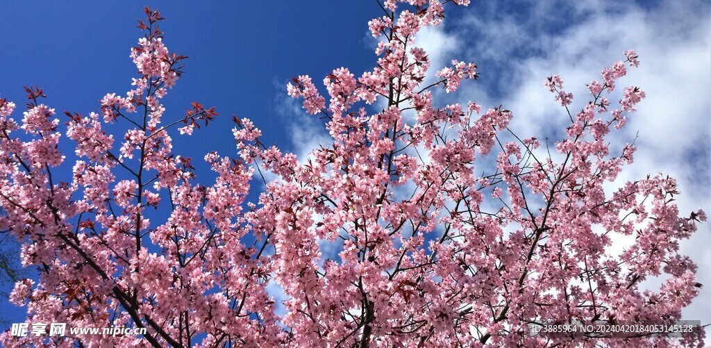 樱花图片