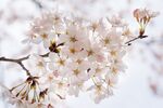 樱花图片