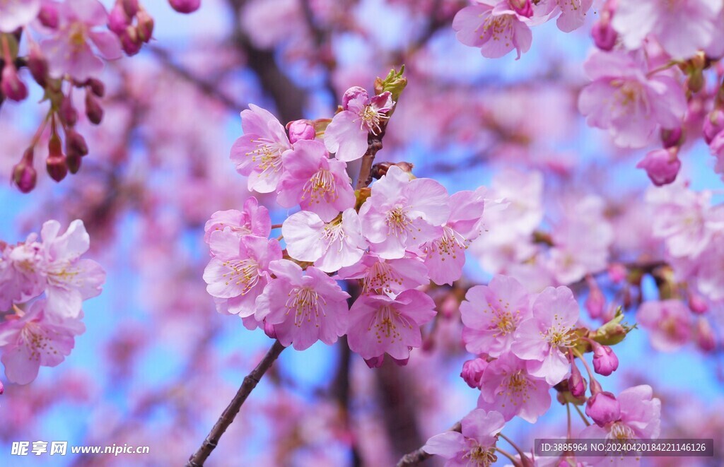 樱花图片