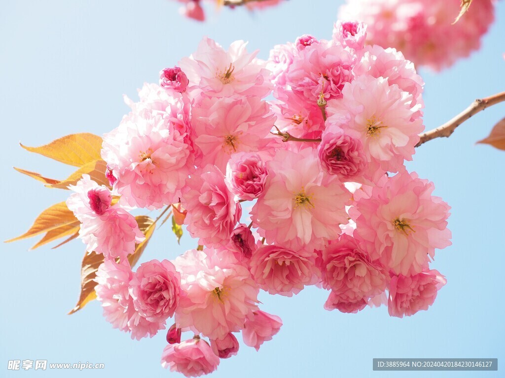 樱花图片