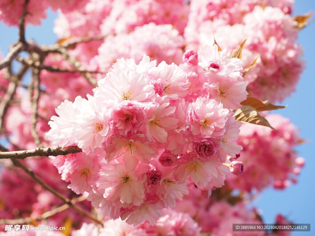樱花图片