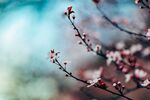 樱花图片