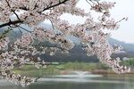 樱花图片