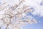 樱花图片