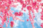 樱花图片