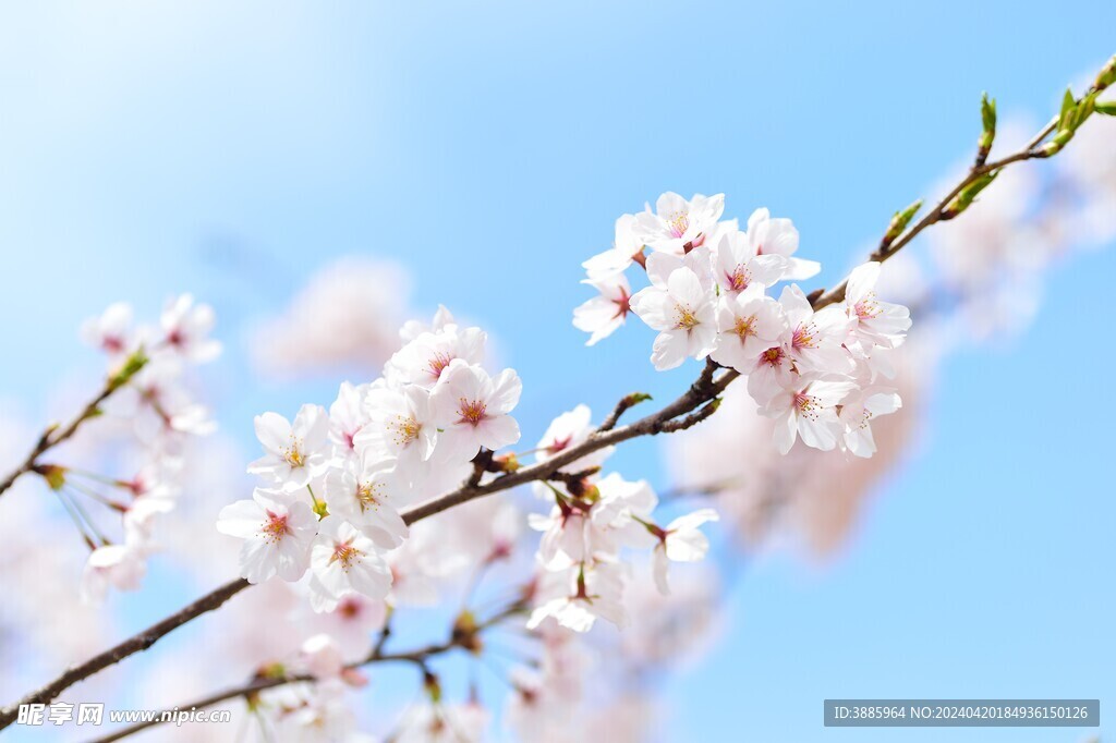 樱花图片