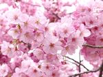 樱花图片 
