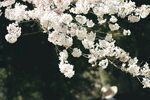 樱花图片
