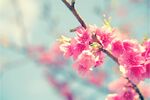 樱花图片 