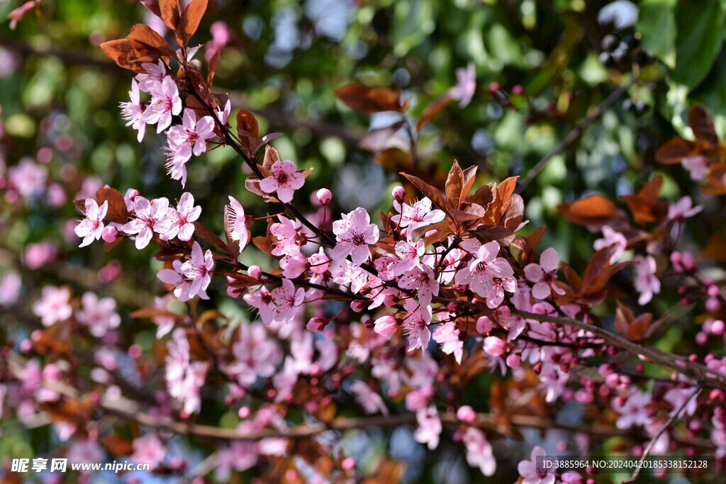 樱花图片