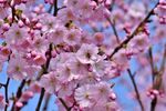 樱花图片