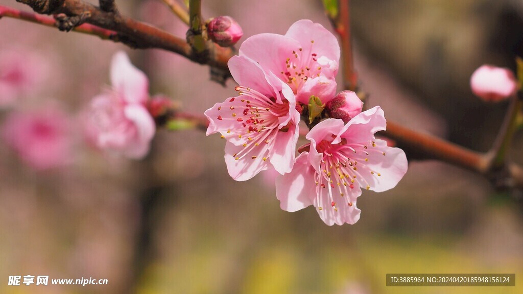 樱花图片