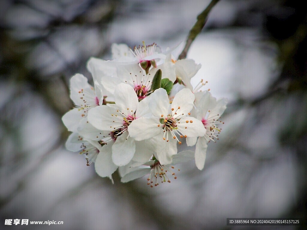 樱花图片