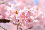 樱花图片