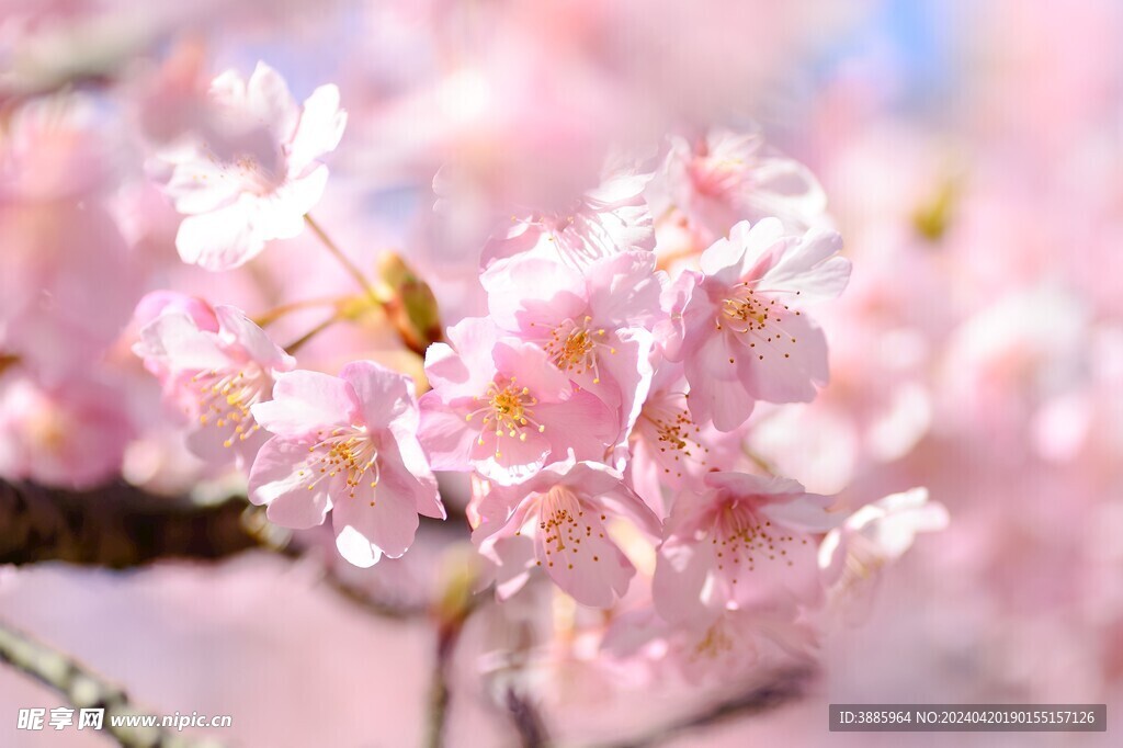 樱花图片