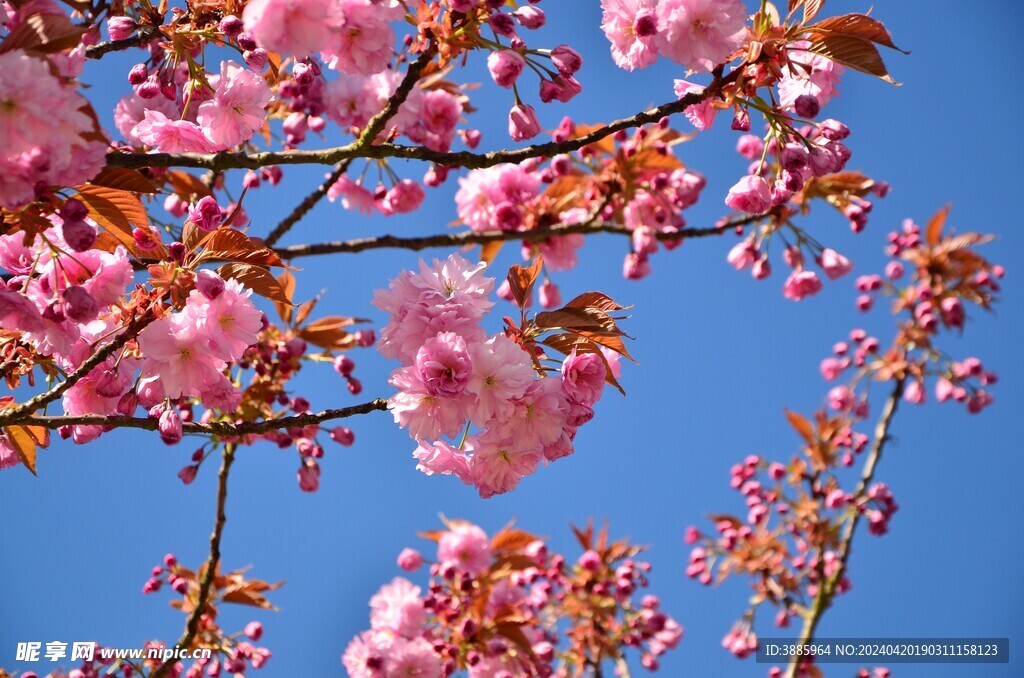 樱花图片