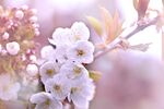 樱花图片