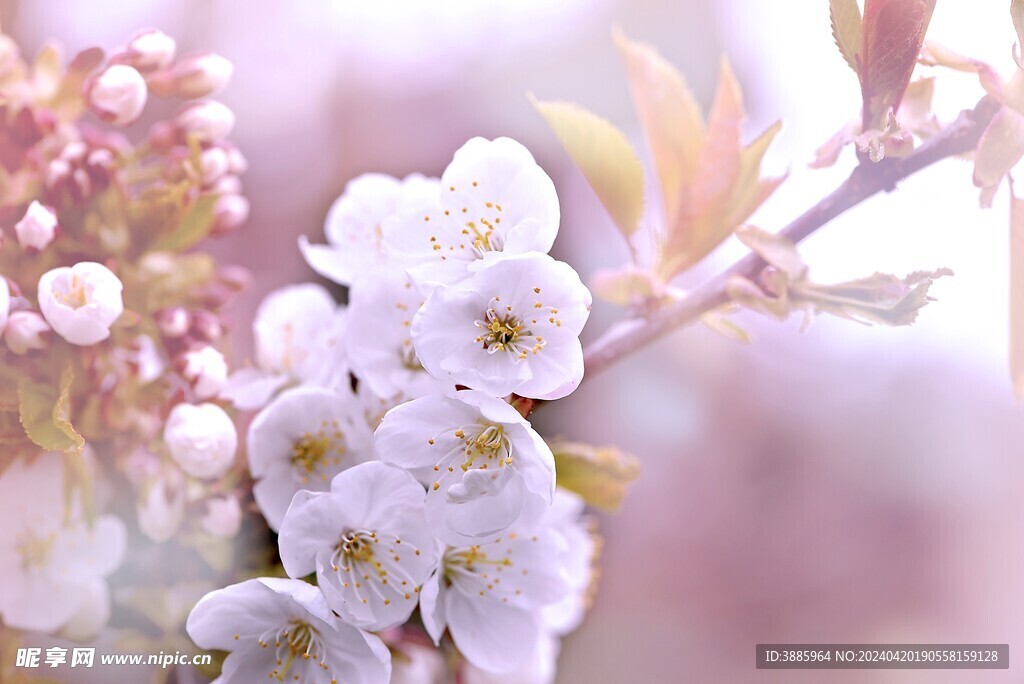 樱花图片