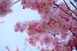 樱花图片