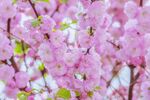 樱花图片