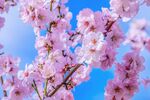 樱花图片