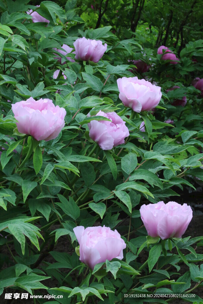 牡丹花 