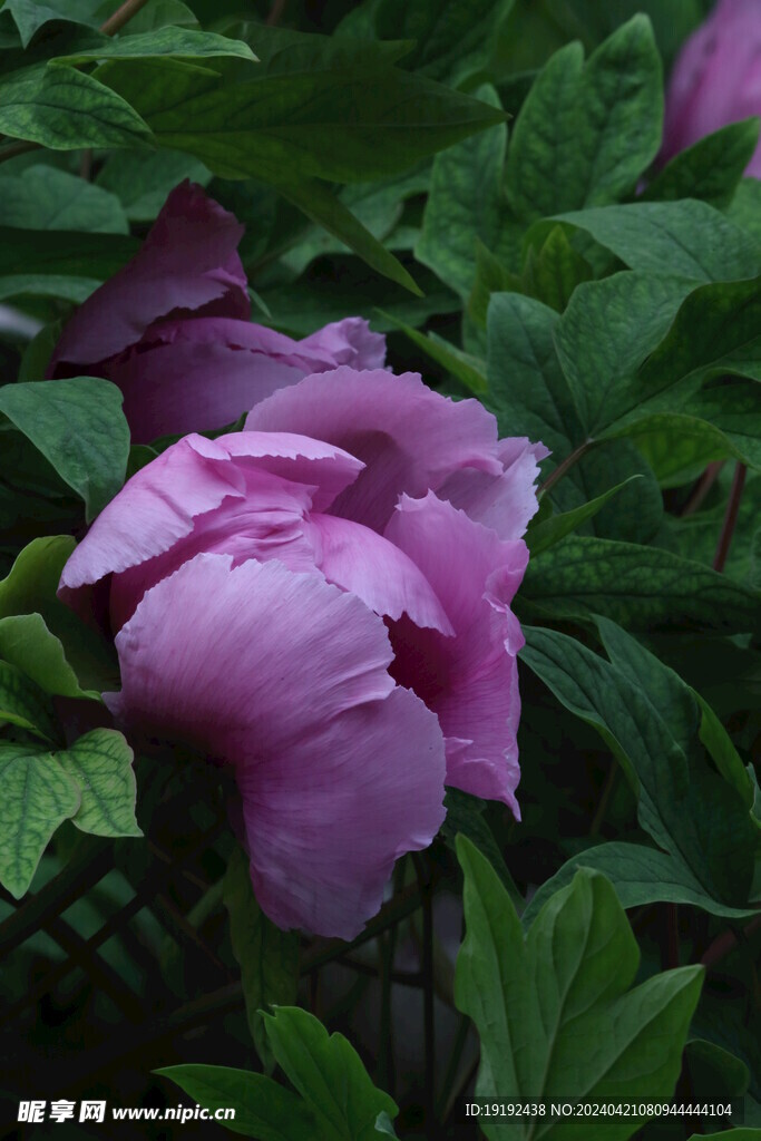 牡丹花  