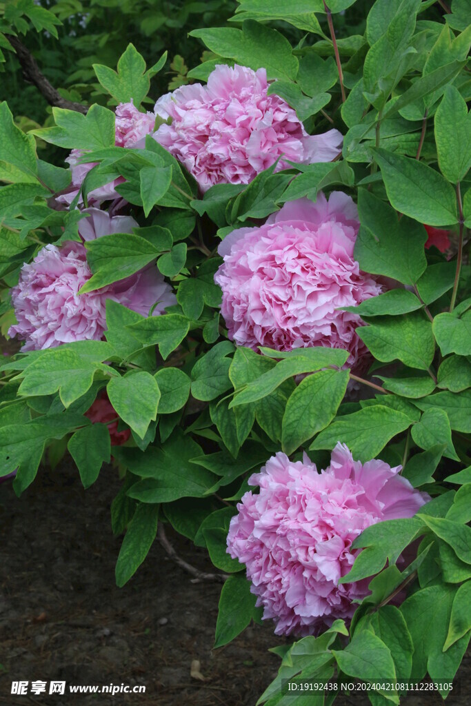 牡丹花