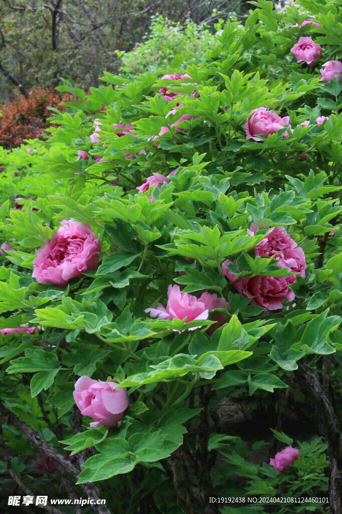 牡丹花 