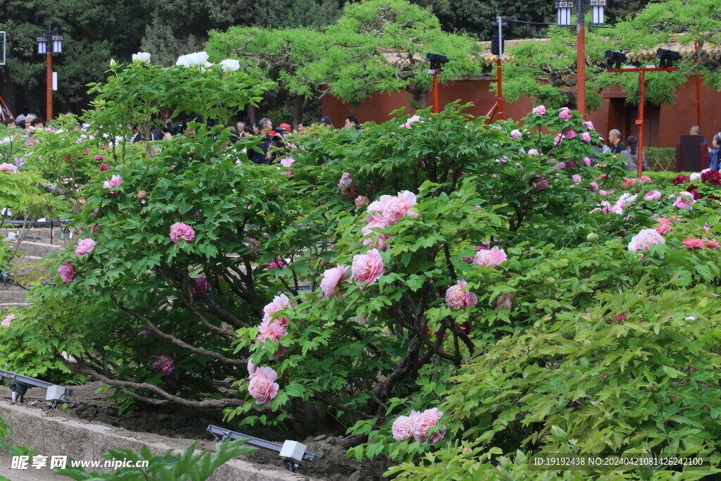牡丹花  