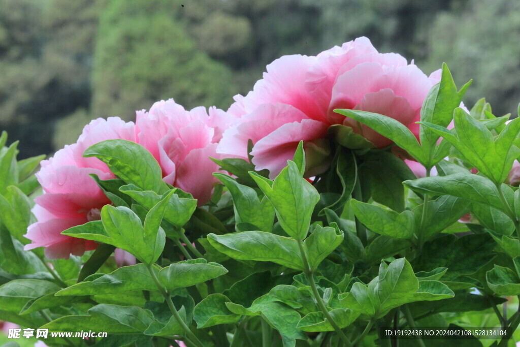 牡丹花  
