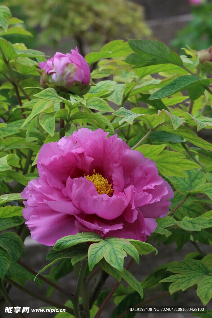牡丹花